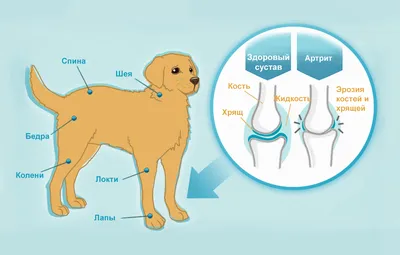 Тройная остеотомия таза в лечении дисплазии у собак