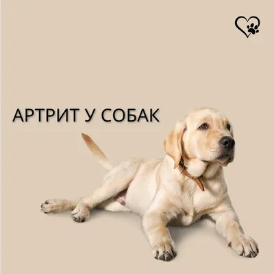 Артрит и артроз у собак: профилактика позволяет избежать страданий животных  - A Lavora