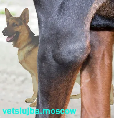 Артроз у собак | ВКонтакте