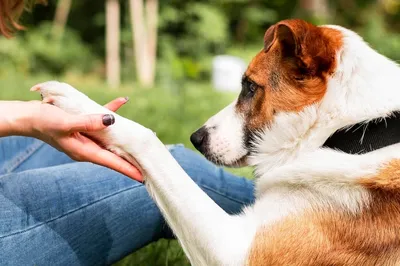 Артрит у собак - помогут хондопротекторы