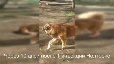 Витаминный комплекс ALTAI ANIMAL для собак Здоровые суставы крепкие кости  купить по цене 998 ₽ с доставкой в Москве и России, отзывы, фото