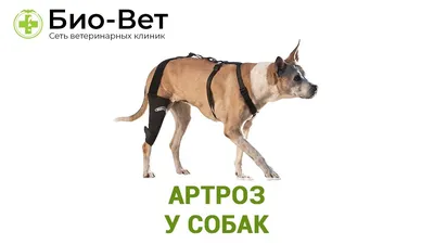 Артриты (остеоартрозы) у собак: диагностика и лечение - СитиВет, СПб