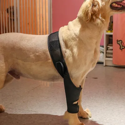 Артродезирование суставов у собак и кошек - статьи о лечении в ветеринарной  клинике Dr.Vetson