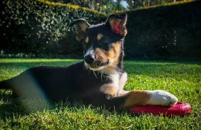Бандаж на колено для собак, хирургическая повязка на ногу, спереди, Canine  Front артрит ног, предотвращает появление заболеваний у собак | AliExpress
