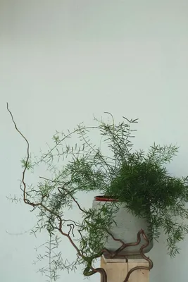 Аспарагус Шпренгера, Asparagus densiflorus Sprengeri (ID#1508245908), цена:  68 ₴, купить на Prom.ua