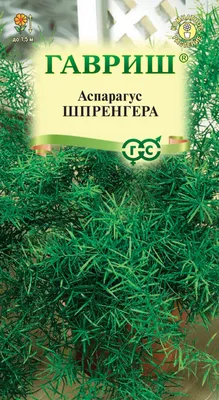 Аспарагус Шпренгера в горшке - заказать и купить комнатные растения с  доставкой | Donpion