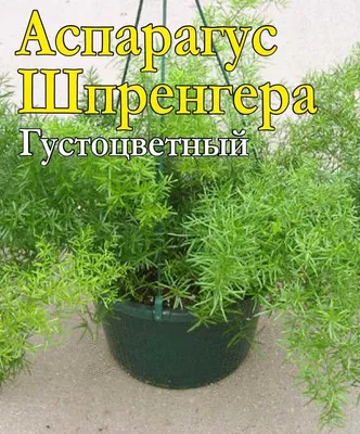 Комнатные растения и Саженцы Аспарагус Шпренгера живое комнатное растение  25-35 см