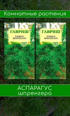 Аспарагус Шпренгера - «Растение Близнецов, преобразует негативную энергию в  положительную. Продлит молодость. +Фото цветов.» | отзывы