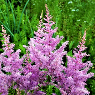 Astilbe - Amethyst - Dahlia Barn