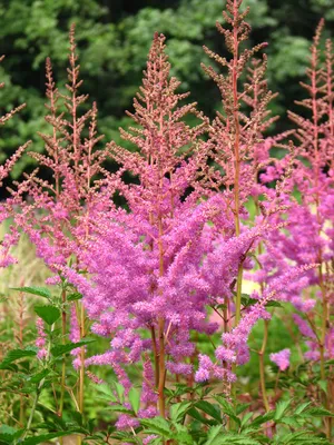 Астильба Арендса 'Аметист'. (Astilbe arendsii 'Amethyst') купить в  интернет-магазине ЦВІТСАД с доставкой по Украине