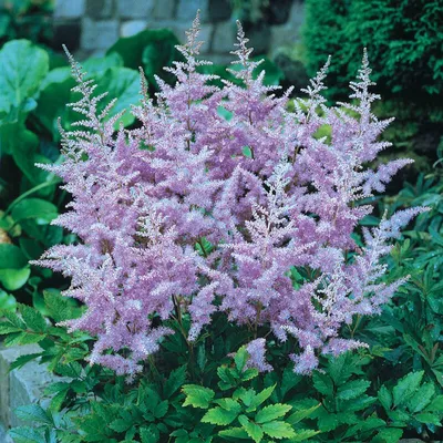 Gorgeous Astilbe Bare Root Plants for Sale Online | Amethyst – Easy To Grow  Bulbs