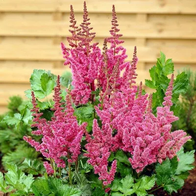 File:Astilbe 'Amethyst' 01.JPG - Wikimedia Commons