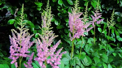 Buy Lavender Astilbe | Shade Perennials for Sale | Breck's