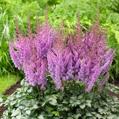 Astilbe Arendsii Amethyst - 3 bare roots - Longfield Gardens