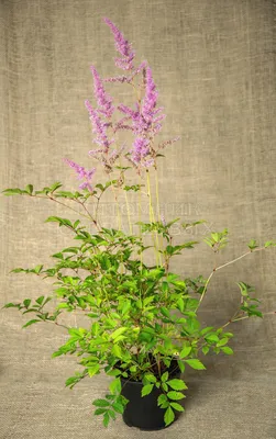 Amethyst Astilbe arendsii, False Spirea | American Meadows