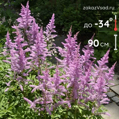 Astilbe \"Amethyst\" - purple-pink; false spirea – Garden Seeds Market | Free  shipping