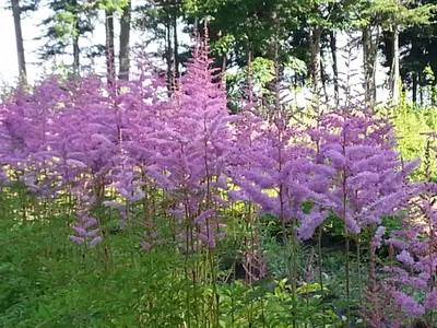 Astilbe arendsii 'Amethyst' from NVK Nurseries