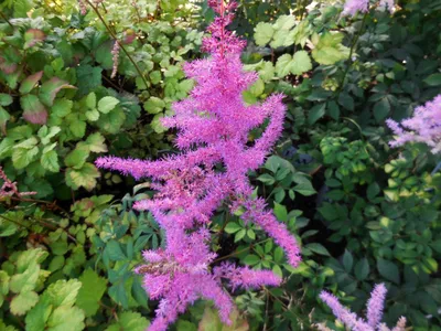 Astilbe Amethyst - Vermont Flower Farm