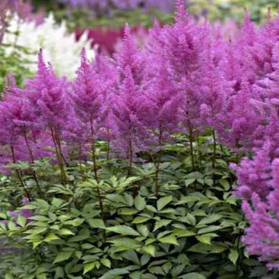 Astilbe 'Amethyst' – Everglades Nurseries