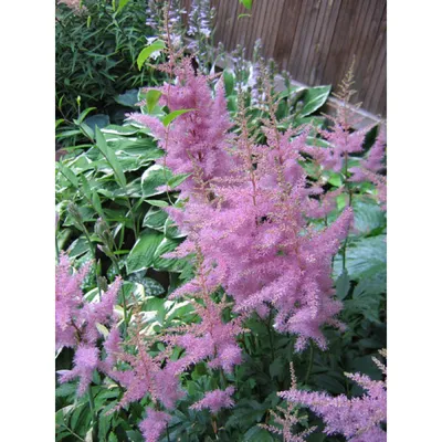 Astilbe Amethyst - Printemps Vivace