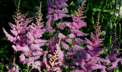 ASTILBE ARENDSII 'AMETHYST' 2/3 EYE (25 P.BAG) | Rotex Flowerbulbs BV