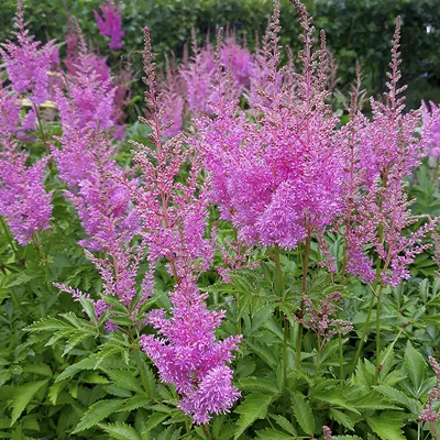 astilbe arendsii Amethyst lavender flowers