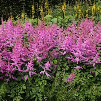 Астильба арендса Аметист Astilbe arendsii Amethyst - купить многолетники с  доставкой по Украине в магазине Добродар