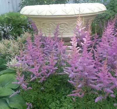 Астильба Арендса Аметист (Amethyst) (Astilbe arendsii Amethyst) - описание  сорта, фото, саженцы, посадка, особенности ухода. Дачная энциклопедия.