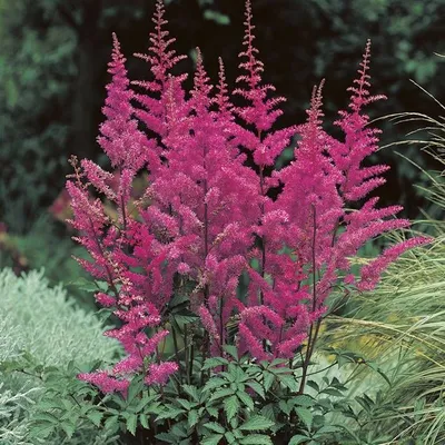 Астильба Арендса Аметист / Astilbe Arendsii Hybrida Amethyst | Декоративные  растения и кустарники , каталог саженцев \"Вострасад\"