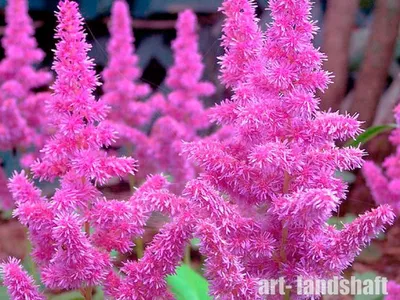 Breck's Lavender Amethyst Astilbe in 10-Pack Bareroot in the Perennials  department at Lowes.com