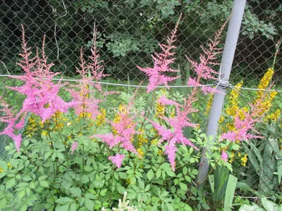 Buy Astilbe arendsi Amethyst affordable | Gardens4you.ie