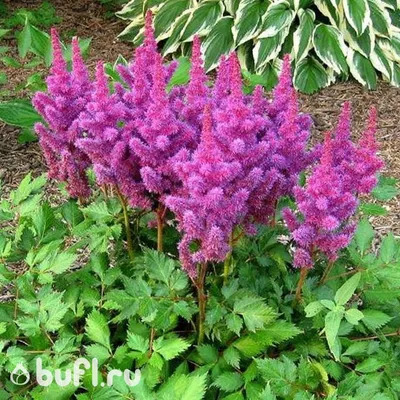 Astilbe Amethyst | Bluestone Perennials