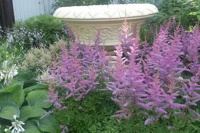 Астильба Арендса \"Аметист\" Astilbe x arendsii 'Amethyst' - купить саженцы в  Минске и Беларуси