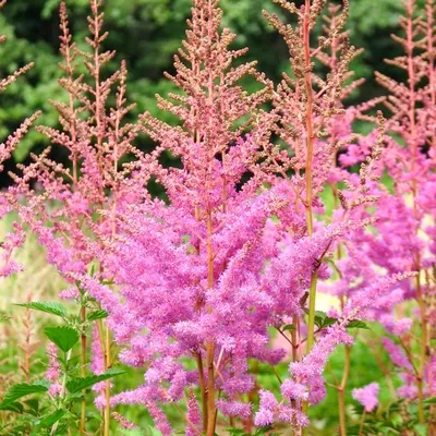 Astilbe arendsii 'Amethyst' - Multiplants