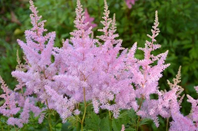 Astilbe x arendsii 'Amethyst' Stock Photo - Alamy