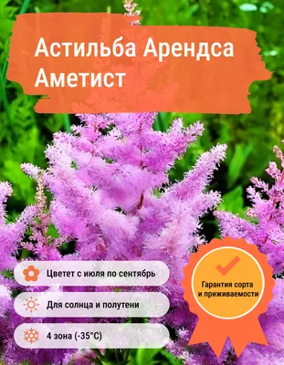 Астильба Арендса «Аметист»: купить недорого с доставкой — Крокус-ВЛ