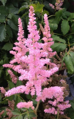 Астильба Аметист(Astilbe arendsii Amethyst)