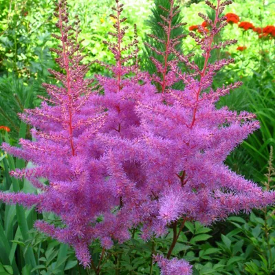 Amethyst Astilbe - 3 root divisions – BloomingBulb