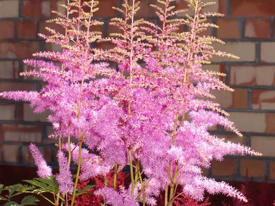 Астильба арендса Аметист Astilbe arendsii Amethyst - купить многолетники с  доставкой по Украине в магазине Добродар