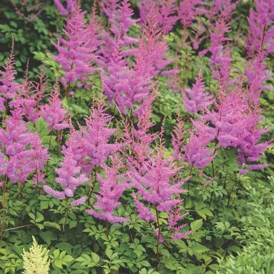 Amethyst Astilbe - Live Plant - Quart Pot - Hirt's Gardens