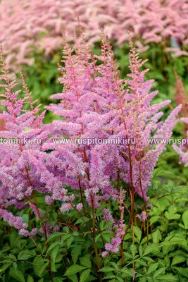 Gorgeous Astilbe Bare Root Plants for Sale Online | Amethyst – Easy To Grow  Bulbs