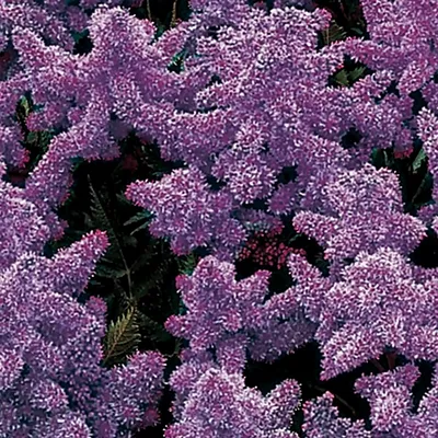 Astilbe x arendsii 'Amethyst' | Holzbecher