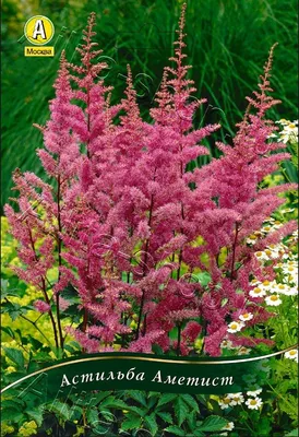 Астильба Арендса \"Аметист\" Astilbe x arendsii 'Amethyst' - купить саженцы в  Минске и Беларуси