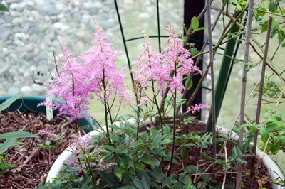 Collection of 12 Pink and White Bare-Root Astilbe Plants | VivaTerra