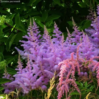 Astilbe arendsii 'Amethyst' (Ships in Spring) False Spirea from ADR Bulbs