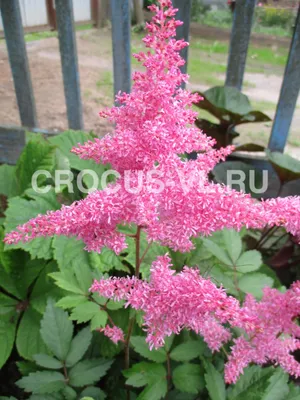 ASTILBE ARENDSII 'AMETHYST' 2/3 EYE (25 P.BAG) | Rotex Flowerbulbs BV