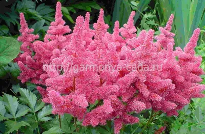 Астильба Арендса - розовая, красная Astilbe Arendsii Hybrida