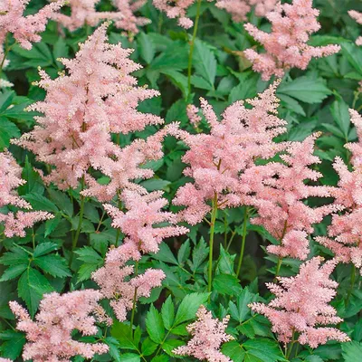 Астильба японская Пич Блоссом (Peach Blossom) — Рассада цветов и овощей.