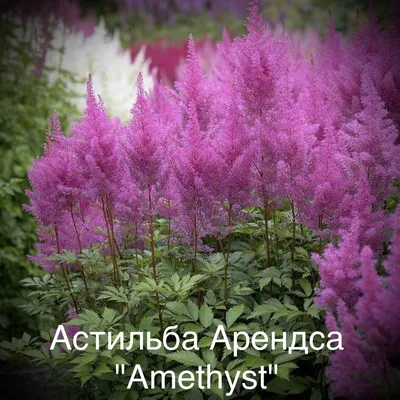 Астильба Арендса - Травянистые растения для открытого грунта - GreenInfo.ru