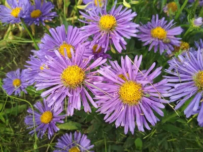 астра альпийская Aster x White | Flowers perennials, Perennials, Spring  plants